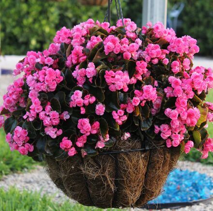 Leduspuķe 'Doublet Pink'